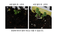 [BIG HIT] TinyTAN Seed Stick Set